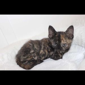 Meet your Posher, Vickey